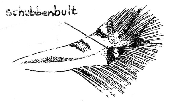 Voorvleugel van een Leucoptera-soort (Lyonetiidae).